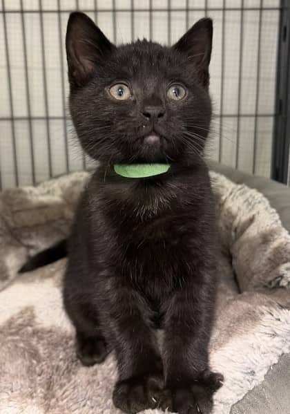 Grimm - Domestic Shorthair Mix cat available for adoption at Nova Scotia SPCA in Halifax