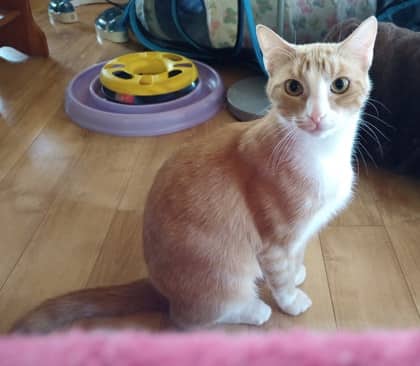 Edna - Domestic Shorthair Mix cat available for adoption at Nova Scotia SPCA in Halifax
