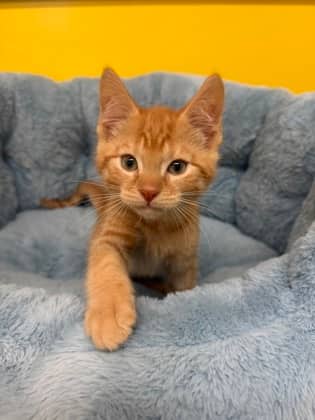 Galaxy - Domestic Shorthair Mix cat available for adoption in Nova Scotia