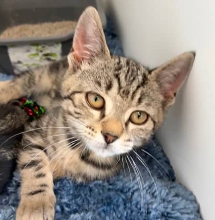 Abbey Bominable - Domestic Shorthair Mix cat available for adoption at Nova Scotia SPCA in Halifax