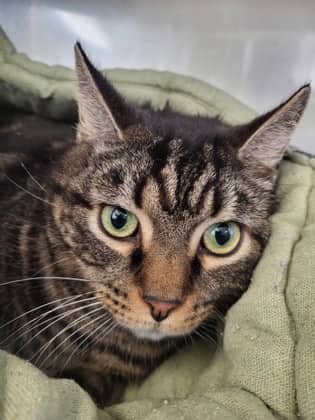 Bailey - Domestic Shorthair Mix cat available for adoption at Nova Scotia SPCA in Halifax