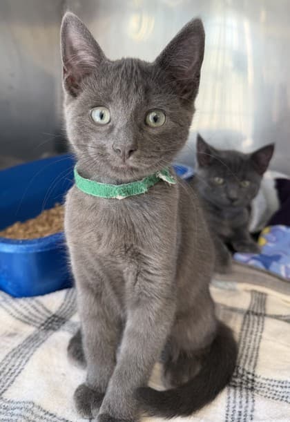 Dino - Domestic Shorthair Mix cat available for adoption at Nova Scotia SPCA in Halifax