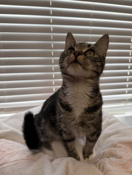Princess - Domestic Shorthair Mix available for adoption