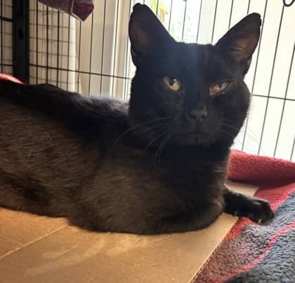 Finnigan - Domestic Shorthair Mix cat available for adoption at Nova Scotia SPCA in Halifax