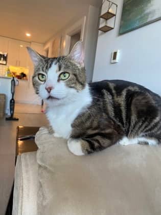 Millie - Domestic Shorthair Mix cat available for adoption at Nova Scotia SPCA in Halifax