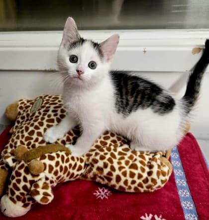 Jax - Domestic Shorthair Mix cat available for adoption at Nova Scotia SPCA in Halifax