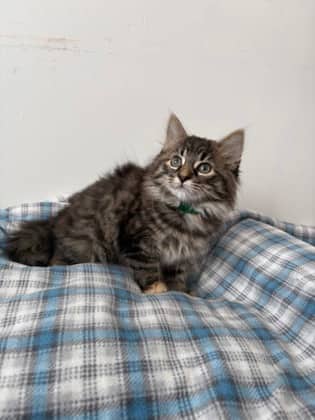 Beef Barley - Domestic Longhair Mix available for adoption