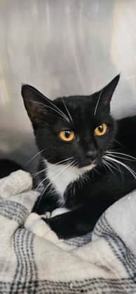 Licorice - Domestic Shorthair Mix cat available for adoption at Nova Scotia SPCA in Halifax