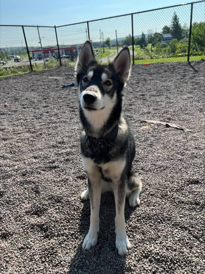 Elsa - Alaskan Husky Mix available for adoption in Nova Scotia