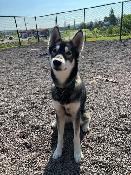 Elsa