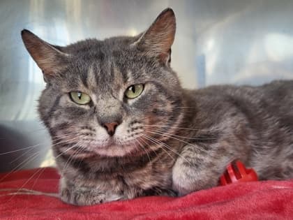 Goose - Domestic Shorthair Mix available for adoption