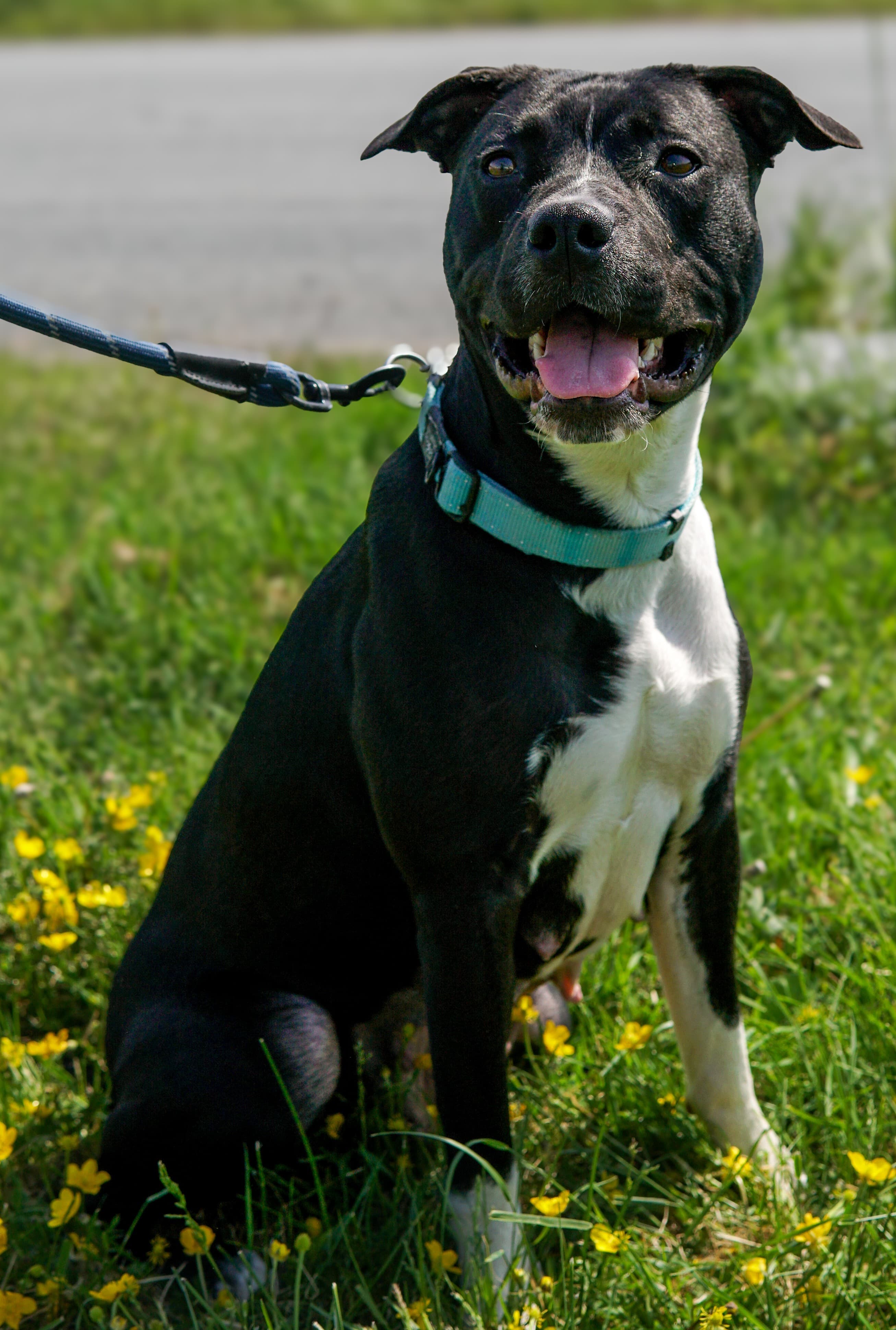 Momma Dino - Terrier, American Staffordshire Mix available for adoption in Calgary
