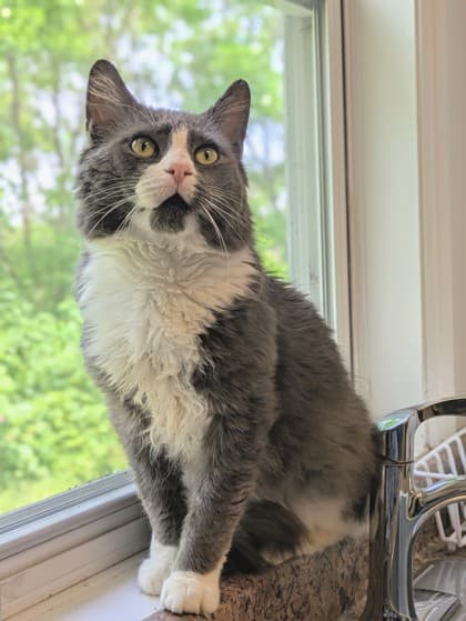 Zig Zag - Domestic Medium Hair Mix cat available for adoption at Nova Scotia SPCA in Halifax
