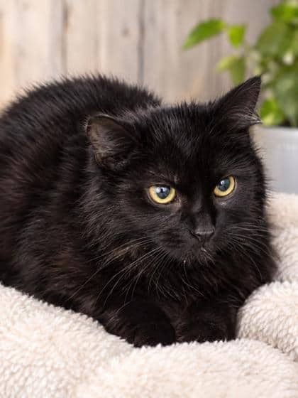 Annie - Domestic Medium Hair Mix cat available for adoption at Nova Scotia SPCA in Halifax