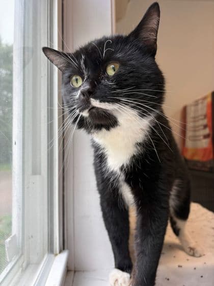 Waldo - Domestic Shorthair Mix available for adoption