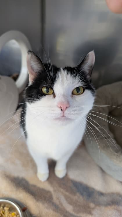 Cuddles - Domestic Shorthair Mix cat available for adoption in Calgary