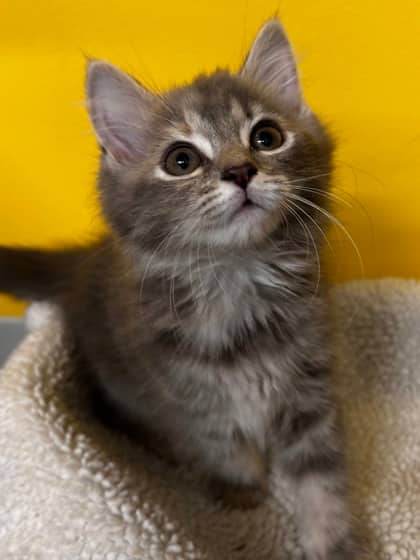 Strawberry - Domestic Medium Hair Mix cat available for adoption at Nova Scotia SPCA in Halifax