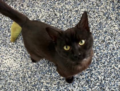 Henry - Domestic Shorthair Mix cat available for adoption at Nova Scotia SPCA in Halifax