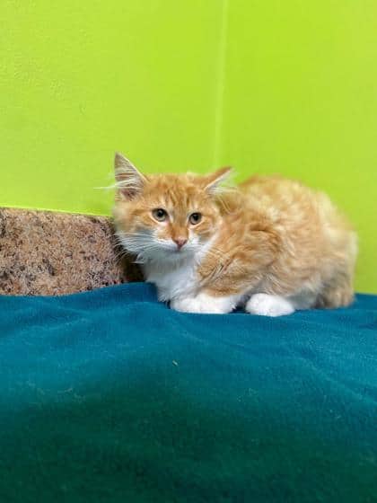 Jalapeno - Domestic Medium Hair Mix cat available for adoption at Nova Scotia SPCA in Halifax