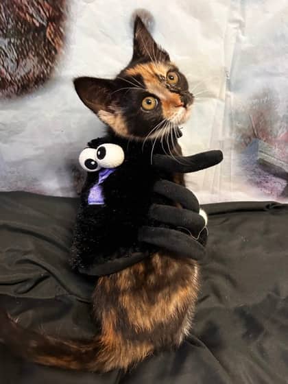 Monica - Domestic Shorthair Mix cat available for adoption at Nova Scotia SPCA in Halifax