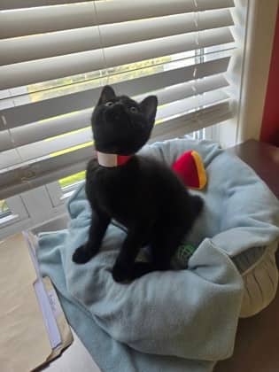 Lurch - Domestic Medium Hair Mix cat available for adoption at Nova Scotia SPCA in Halifax