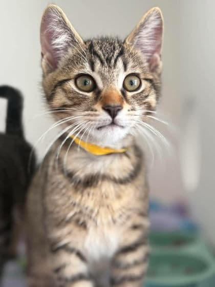 Null - Domestic Shorthair Mix available for adoption