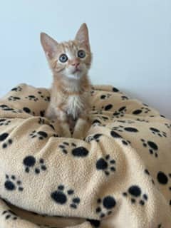 Jenn - Domestic Shorthair Mix cat available for adoption in Nova Scotia