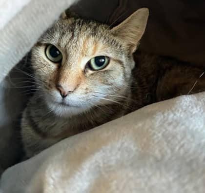 Rhea - Domestic Shorthair Mix cat available for adoption at Nova Scotia SPCA in Halifax