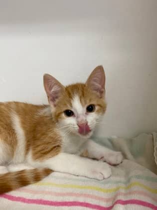 Porky - Domestic Shorthair Mix cat available for adoption at Nova Scotia SPCA in Halifax