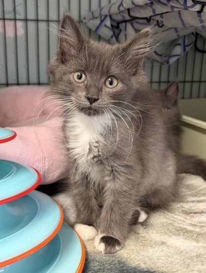 Jolene - Domestic Longhair Mix available for adoption