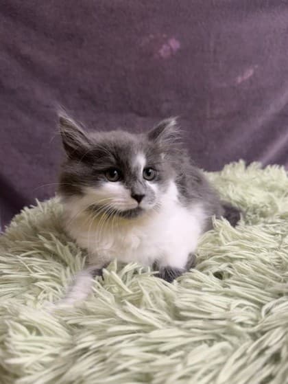 Zinnia - Domestic Medium Hair Mix cat available for adoption at Nova Scotia SPCA in Halifax
