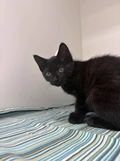 Spice - Domestic Shorthair Mix available for adoption