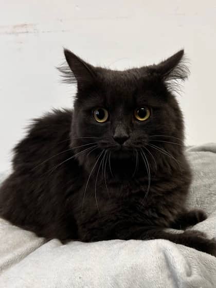 Pepper - Domestic Longhair Mix cat available for adoption at Nova Scotia SPCA in Halifax