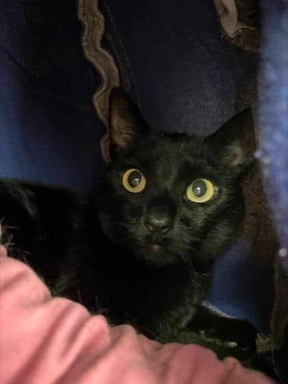 Raven - Domestic Shorthair Mix available for adoption