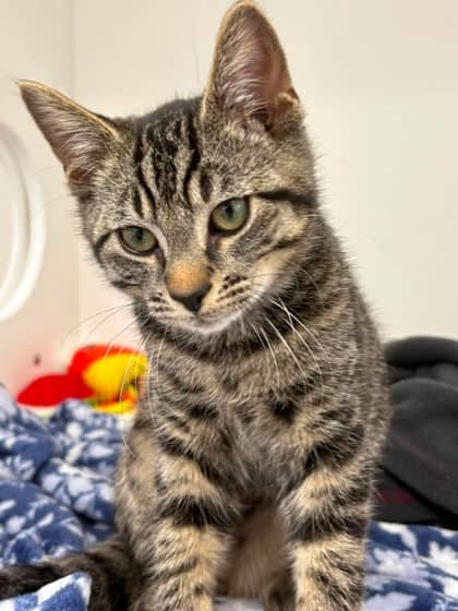 Gavin - Domestic Shorthair Mix cat available for adoption at Nova Scotia SPCA in Halifax