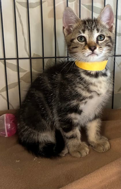 Mandy - Domestic Medium Hair Mix cat available for adoption in Calgary