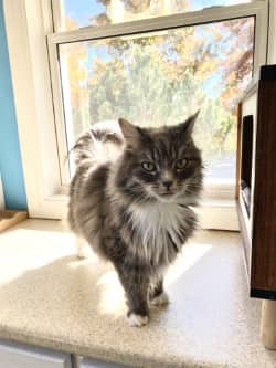 Tater Tot - Domestic Longhair Mix available for adoption