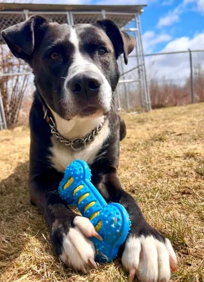 Buddy - Terrier, American Staffordshire Mix available for adoption in Calgary