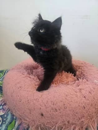 Cosmo - Domestic Medium Hair Mix cat available for adoption at Nova Scotia SPCA in Halifax