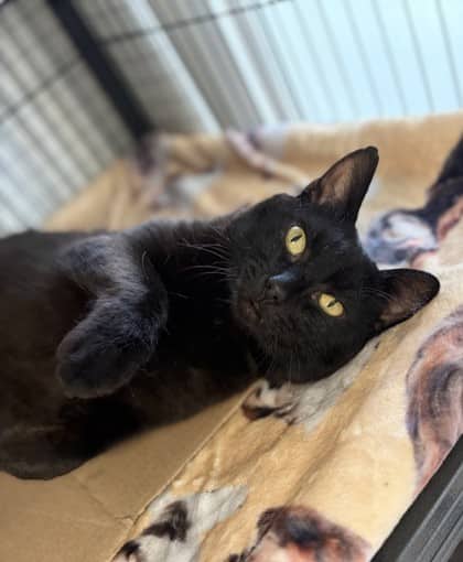 Finnigan - Domestic Shorthair Mix available for adoption