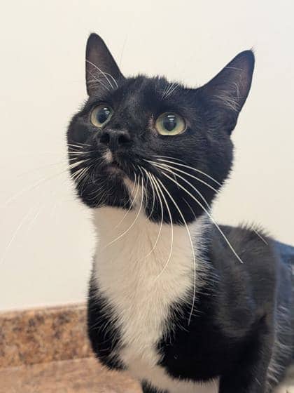 Jet - Domestic Shorthair Mix cat available for adoption at Nova Scotia SPCA in Halifax