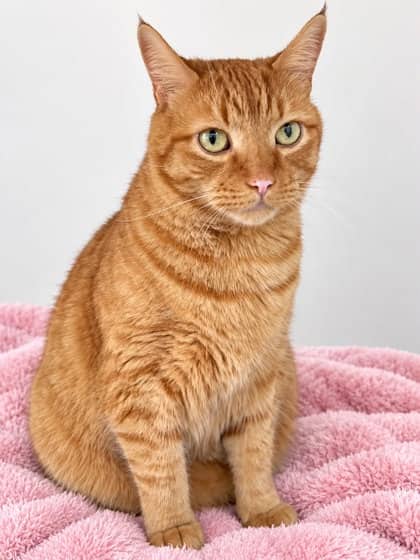 Candy - Domestic Shorthair Mix cat available for adoption at Nova Scotia SPCA in Halifax