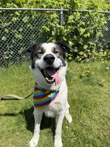 Oliver - Saint Bernard Mix available for adoption