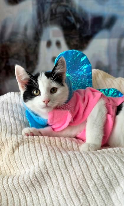 Bowser - Domestic Shorthair Mix cat available for adoption at Nova Scotia SPCA in Halifax