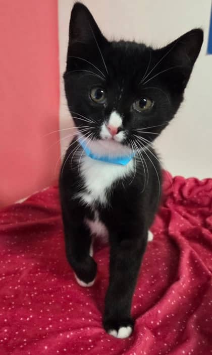 Dr. Michael - Domestic Shorthair Mix cat available for adoption at Nova Scotia SPCA in Halifax