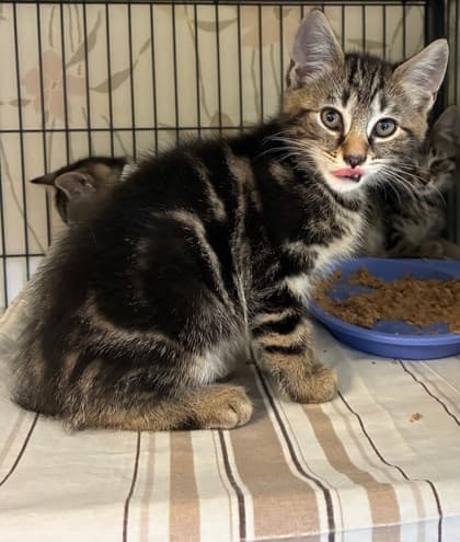 Georgie - Domestic Medium Hair Mix cat available for adoption in Calgary