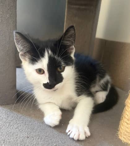 Chahooley - Domestic Shorthair Mix cat available for adoption at Nova Scotia SPCA in Halifax