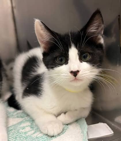 Pooh Bear - Domestic Medium Hair Mix cat available for adoption at Nova Scotia SPCA in Halifax
