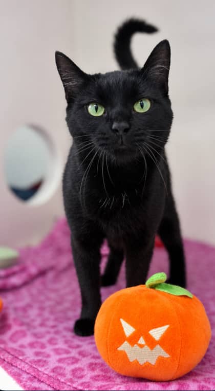 Scribble - Domestic Shorthair Mix available for adoption