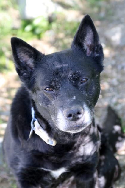Mum - Shepherd Mix available for adoption in Calgary